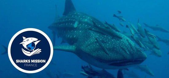 Sharks Mission France (Shark adoption donation)