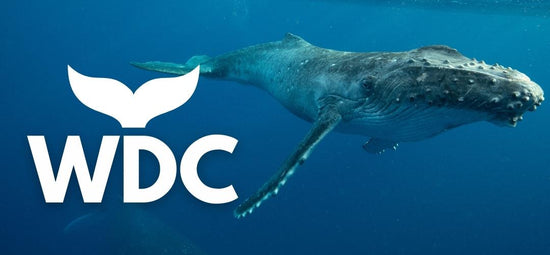 Whale and Dolphin Conservation (Donation)