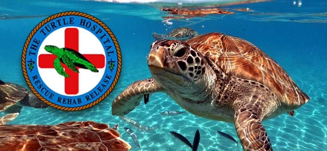 The Turtle Hospital (Donation)