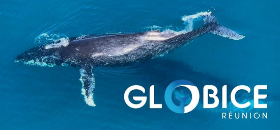 Globice (Donation)