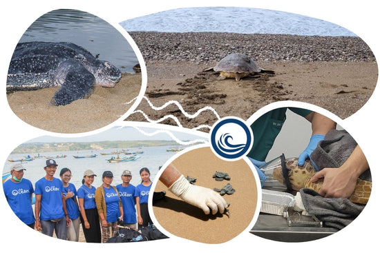 Turtle Adoption Cap