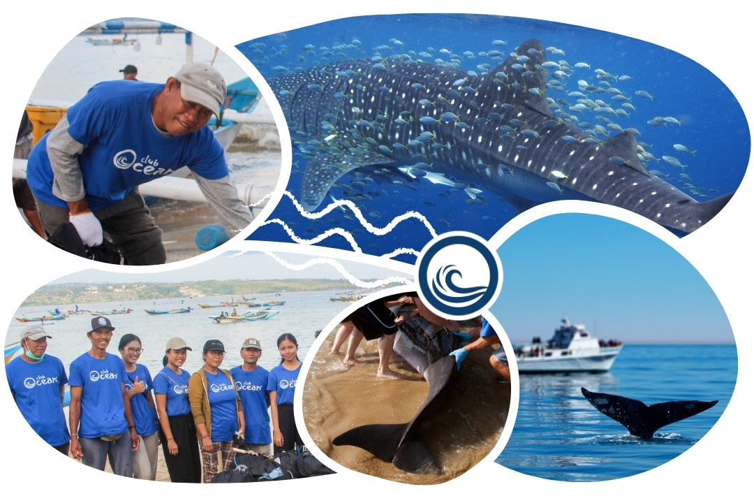 Whale Adoption Cap