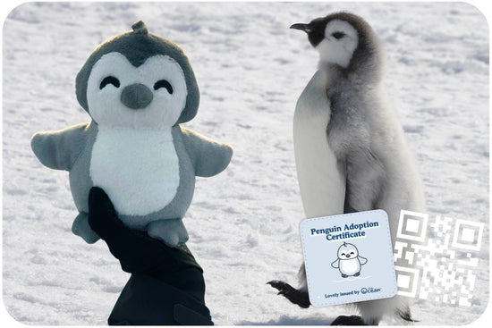 Penguin Adoption Plushie