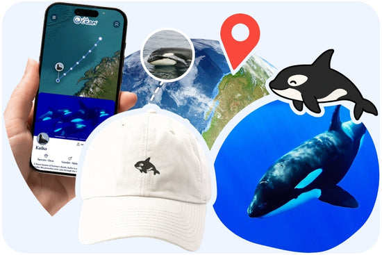 Orca Adoption Cap